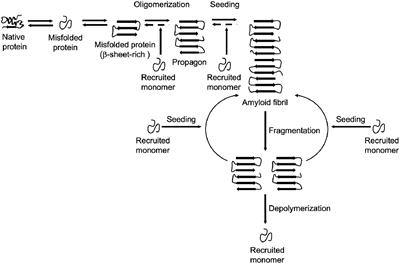 Molecular Chaperones: A Double-Edged Sword in Neurodegenerative Diseases